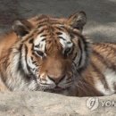 호랑이