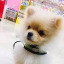 시흥애완용품점