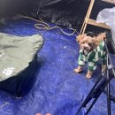 [피플앤독 힐링캠핑장] 강아지 울타리 사이트! 신년캠핑 후기! 캠핑장 소개!