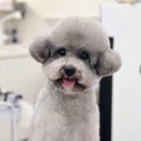 코코몽드 이미지