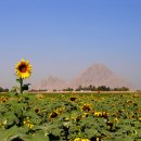 해뜨는집 이미지