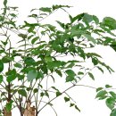 해피트리 이미지