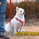 우리집 댕댕이 이미지