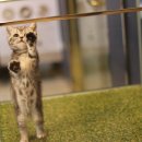 도그마루 강아지 고양이 분양 여주·원주점 이미지