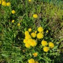 대성(임대25)아파트 이미지