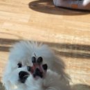 꼬순네