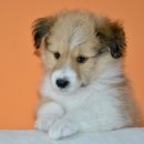 반포자이동물병원 이미지