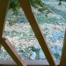 은행나무로 이미지