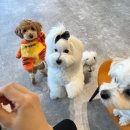 개버드 스쿨 이미지