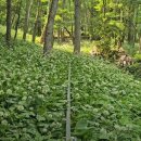 송이농장 이미지