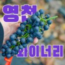 금창로 22 | 경북 영천 가볼만한곳 한국 와인 와이너리 투어