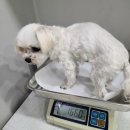 바우미우동물병원 이미지