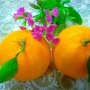 지윤농장 이미지