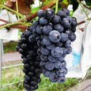 동강영농조합법인 이미지