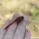 고추잠자리 이미지