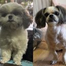 댕댕이미용실 이미지