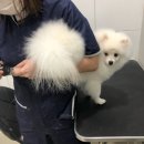 THE반하개 네이버블로그