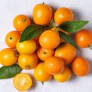 낑깡이랑 이미지