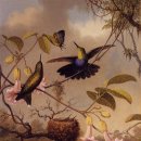 우드님프 이미지