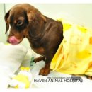 헤이븐동물병원 이미지