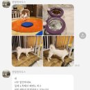 텐빌멍하우스 | 여수 순천 애견호텔 추천 “ 텐빌멍하우스 ” 픽업까지 해주는 가성비 애견호텔!!