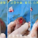 닥터스종합동물병원 이미지