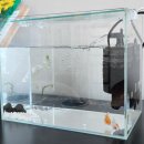 피쉬갤러리 천안점 | 진주린 키우기 입문! 피쉬갤러리 천안점 금붕어 구매 후기