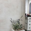 리체헤어 이미지