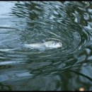 내촌낚시터 이미지