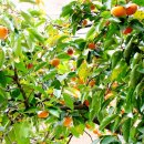 옥빛공원 이미지