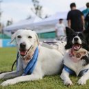 펫스티벌 이미지