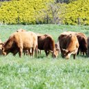 들녘한우 이미지