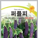 퍼플피