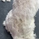 위드미펫살롱 이미지