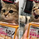 고양이집사 이미지