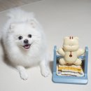 도기냐미 | 강아지 분리불안 완화템 찾는다면? 바잇미 노즈워크 사용 후기