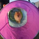 모카애견 이미지