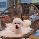 LIKE FRISE 이미지