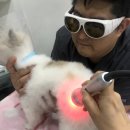 민트동물병원 네이버블로그