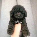 애견부티크 이미지