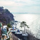 동백쉐이리 이미지