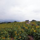 해바라기마을 네이버블로그