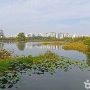 경기도 수원시 장안구 정조로 이미지