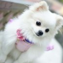 판교종합 동물병원 이미지