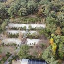 소나무농원 캠핑장 이미지