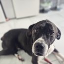 지오애견미용샵 이미지