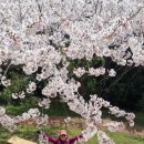 제주 올레18코스 사라봉의 벚꽃 이미지