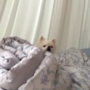 유진옷방 네이버블로그