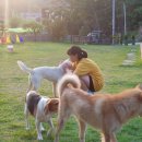 클럽더독스 이미지