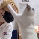 펀치펫 이미지